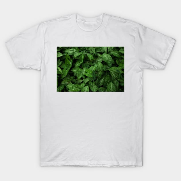 Aestthetic leaves T-Shirt by aestheticand